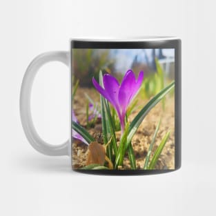 Purple Crocus Close Up Mug